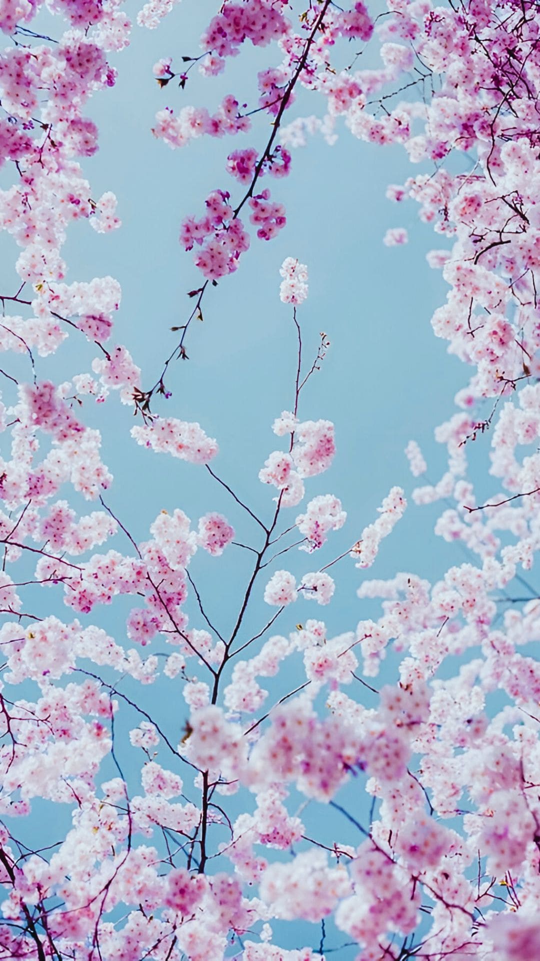 Aesthetic Spring Image