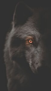 Dark Wolf Wallpaper