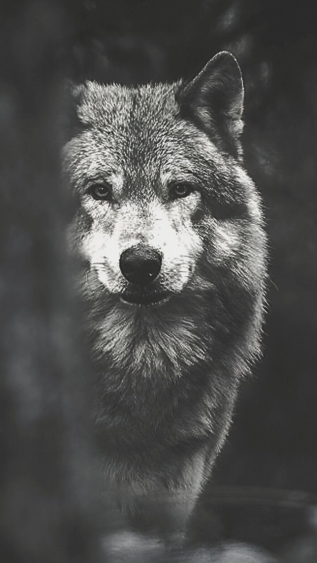 Wolf Images 2023