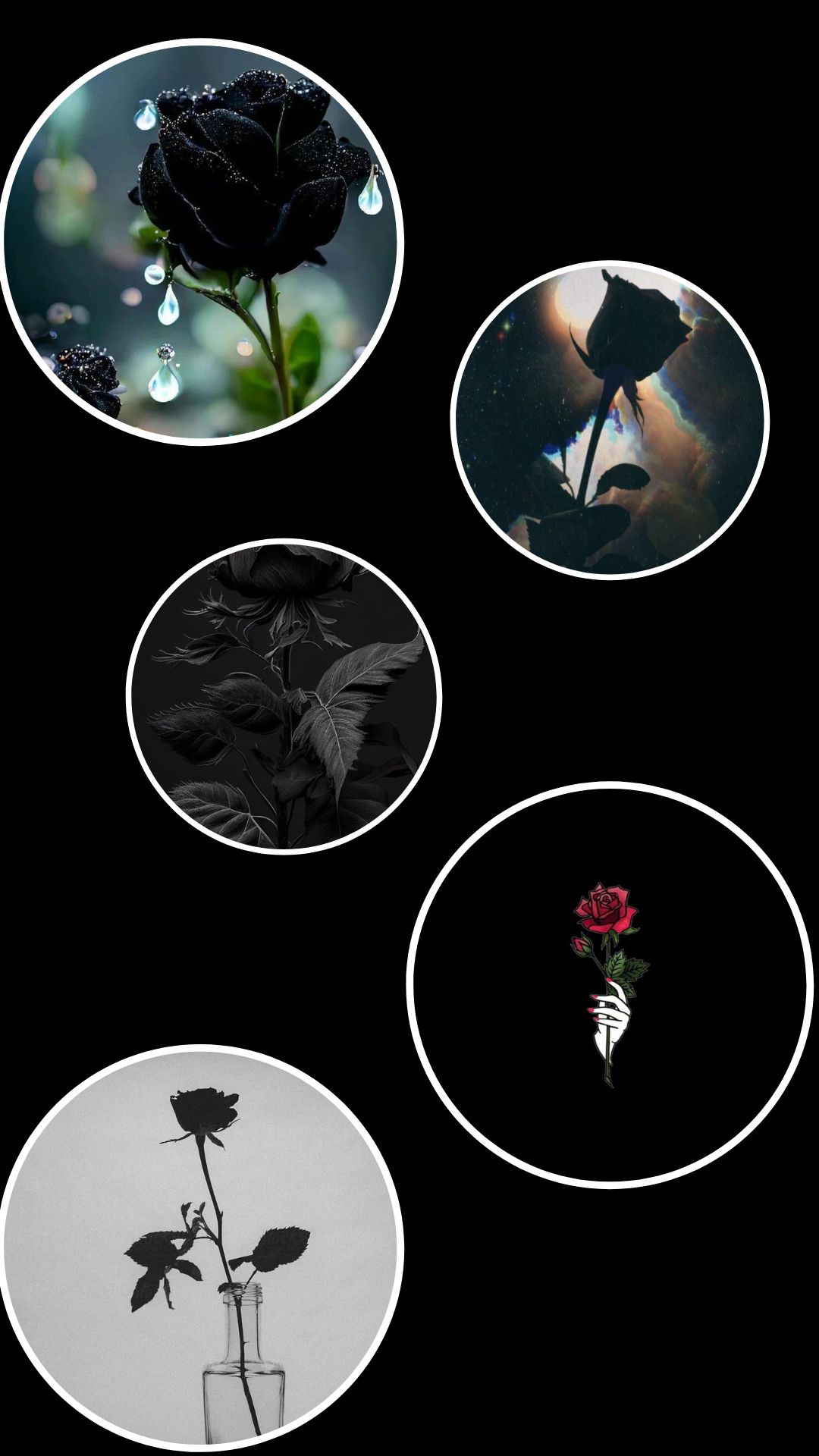 Black Rose Aesthetic Wallpaper 4K iPhone