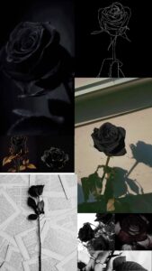 Black Rose Aesthetic Wallpaper iPhone