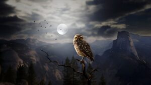 Owl Wallpaper 1920x1080