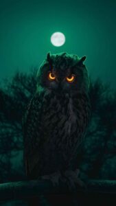 Owl Wallpaper iPhone