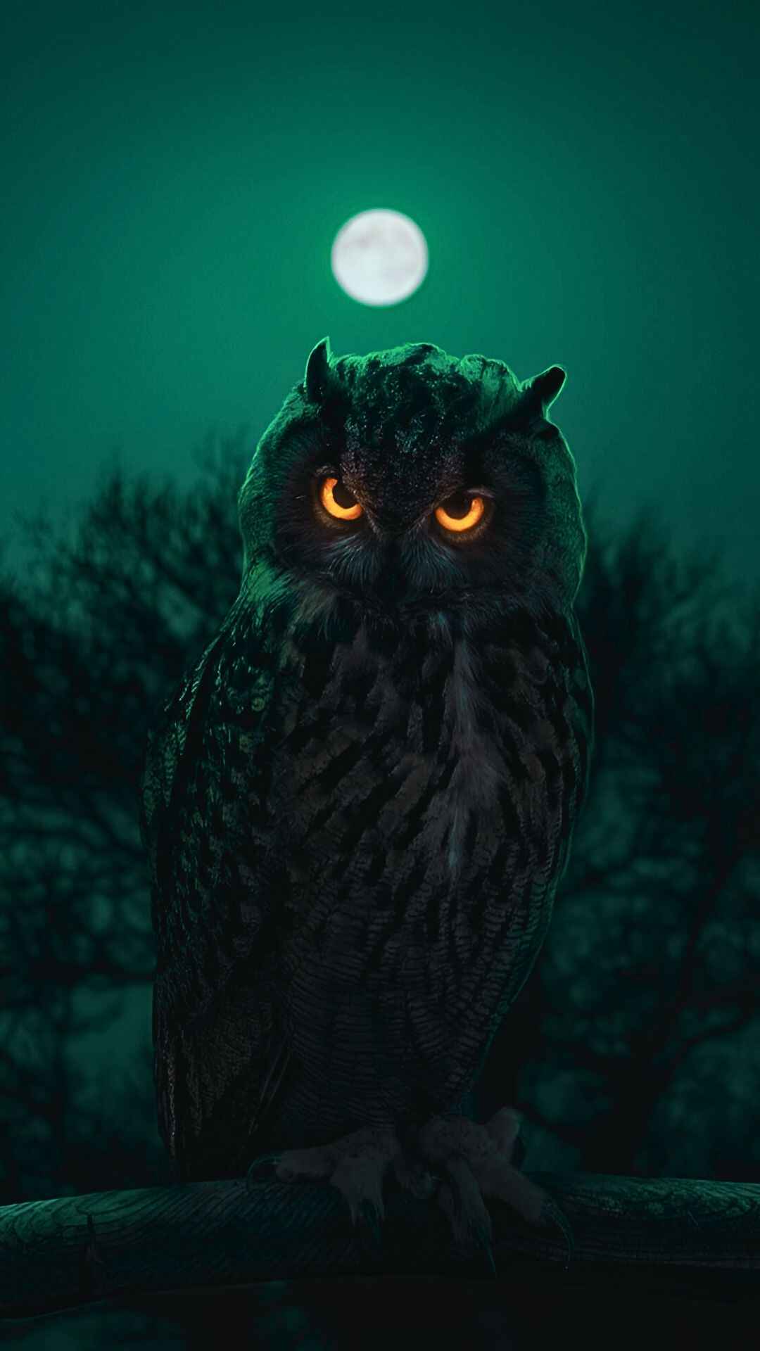 Owl Wallpaper iPhone