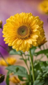 Sunflower Wallpaper HD iPhone
